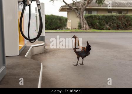 Hawaiian feral rooster roaming free by gas station fuel pump in Hawaii Stock Photo