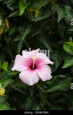 A single beautiful blooming Hawaiian pink hibiscus flower. Stockfoto