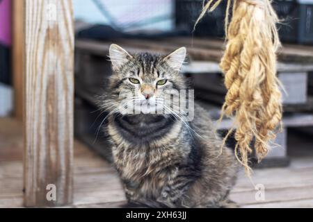 Eine kleine bis mittelgroße fleischfressende Katze, eine Hauskatze mit Kurzhaar, ruht auf einer hölzernen Veranda neben einem Seil und zeigt ihre Schnauze und t Stockfoto