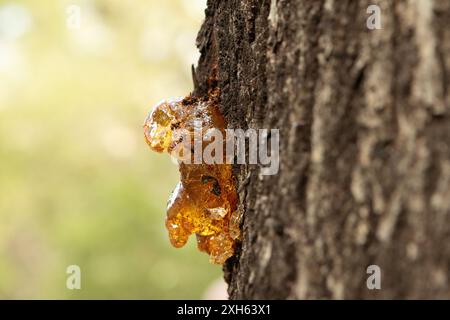 Goldenes Harz sprudelt aus einem Baumstamm in der Natur Stockfoto