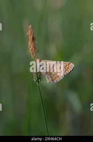 Marsh Fritillary: Eurodryas aurinia. Estland. Stockfoto