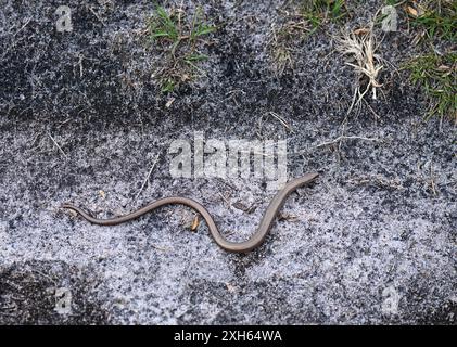 Slowworm: Anguis fragilis. Er bewegt sich über verbrannte Heideflächen. Surrey, Großbritannien Stockfoto