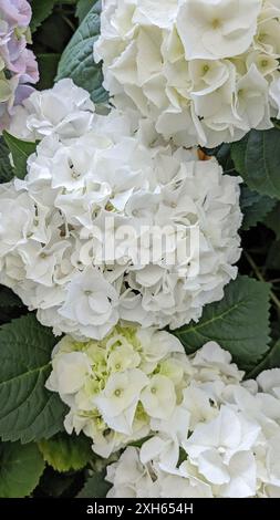 Weiße Hortensie, Hortensie, in einer Nahaufnahme Stockfoto