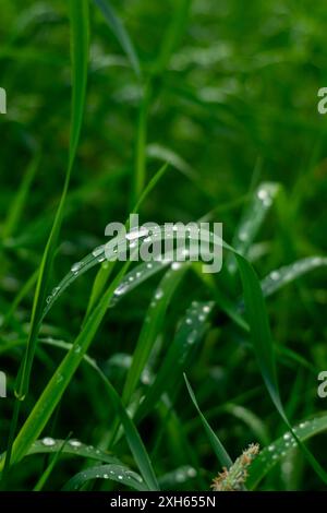 Grünes Gras mit Wassertropfen aus nächster Nähe. Nach Regen tropft Wasser auf das frische Gras. Stockfoto