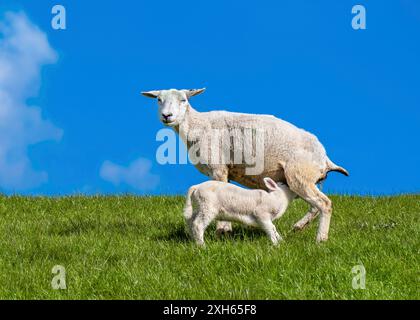 Hausschafe (Ovis ammon f. aries), Mutterschafe saugen ihr Lamm auf einem Deich, Seitenansicht, Deutschland, Niedersachsen, Ostfriesland, Hilgenriedersiel Stockfoto