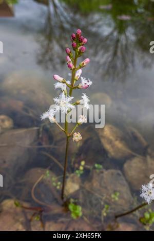 Bohnen, Buchbohnen (Menyanthes trifoliata), blühend in einem Gartenteich, Deutschland, Nordrhein-Westfalen Stockfoto