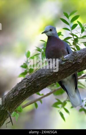 Purpurbrüste Grundtaube, Kastanienbrüste Grundtaube (Paraclaravis mondetoura, Claravis mondetoura), sitzt auf einem Zweig im Regenwald, Panama Stockfoto