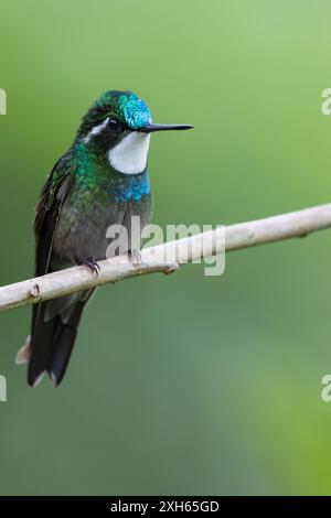 Weißkehlchen-Bergjuwel, Weißkehlchen-Bergjuwel (Lampornis castaneoventris), sitzend auf einem Ast in einem bergigen Regenwald, Panama Stockfoto