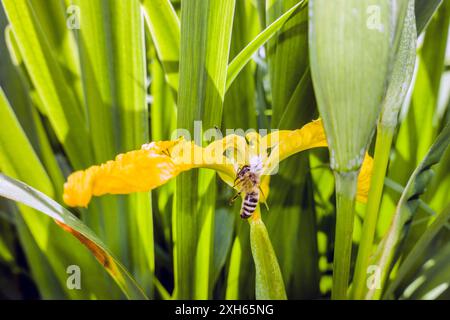 Goldene Krabbenspinne, Blumenkrabbenspinne (Misumena vatia), weiße Krabbenspinne mit gefangener Honigbiene in einer gelben Irisblume, Deutschland, Nordrhein-We Stockfoto