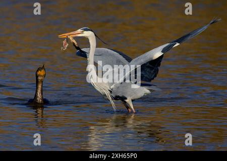 Graureiher (Ardea cinerea), der mit seiner Beute vor einem Kormoran aus Italien, der Toskana flüchtet Stockfoto