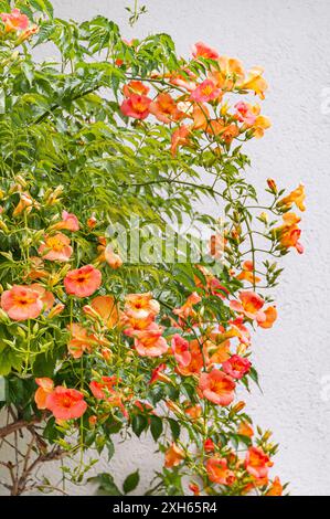 Chinesische Trompetenrebe (Campsis grandiflora, Bignonia grandiflora; Tecoma grandiflora), blühend Stockfoto