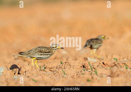 Steinbrach, Eurasischer Steinbrach, Eurasischer Dickknie (Burhinus oedicnemus), auf einem Acres auf der Suche, Seitenansicht, Spanien, Belchite Stockfoto