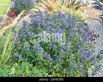 Blaubart, Blaue Spiraea (Caryopteris x clandonensis 'Grand Blue', Caryopteris x clandonensis Grand Blue, Caryopteris clandonensis), Sorte Grand BL Stockfoto