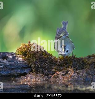 goldcrest (Regulus regulus), weiblich auf der Wasserseite, Vorderansicht, Spanien Stockfoto