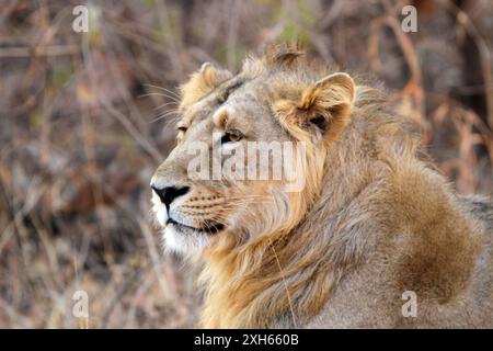 Asiatischer Löwe (Panthera leo persica, Panthera leo goojratensis), männlicher Löwe, Porträt, Indien, Gujarat, Gir-Nationalpark Stockfoto