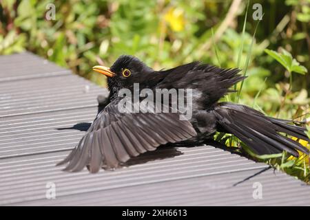 schwarzvogel (Turdus merula), männliche Amsel beim Sonnenbaden auf einer Fußgängerbrücke, Deutschland, Mecklenburg-Vorpommern Stockfoto