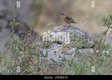 Himalaya-accentor, Altai-accentor, Rufous-Breasted accentor, Rufous-gestreifter accentor (Prunella himalayana), auf einem Felsen sitzend, Mongolei Stockfoto