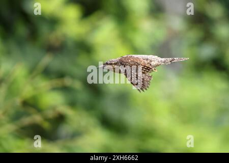 northern Wryneck (Jynx torquilla), im Flug, Niederlande, Drenthe Stockfoto