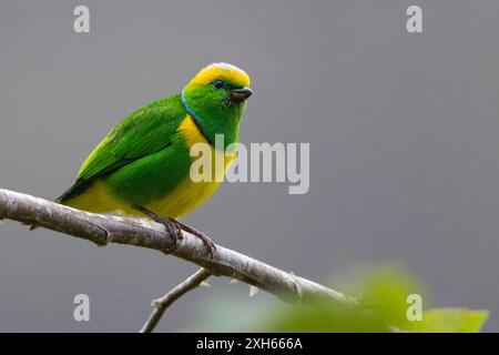 goldbrauen-Chlorophonia (Chlorophonia callophrys), männlich auf einem Zweig in einem Regenwald, Panama Stockfoto