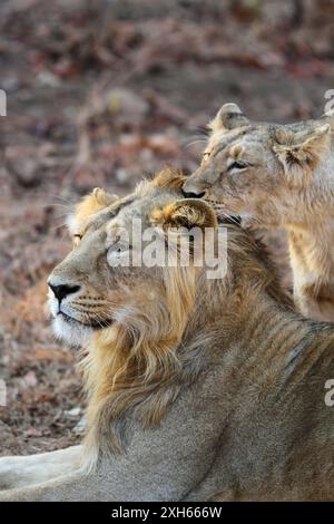 Asiatischer Löwe (Panthera leo persica, Panthera leo goojratensis), Paar, Nähe , Indien, Gujarat, Gir-Nationalpark Stockfoto