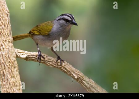 Schwarz gestreifter Spatzen (Arremonops conirostris), sitzend auf einem Zweig im Regenwald, Panama Stockfoto