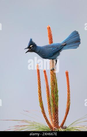 Steller's jay (Cyanocitta stelleri coronata, Cyanocitta coronata), männlich sitzend auf einem Baum, singend, Guatemala Stockfoto