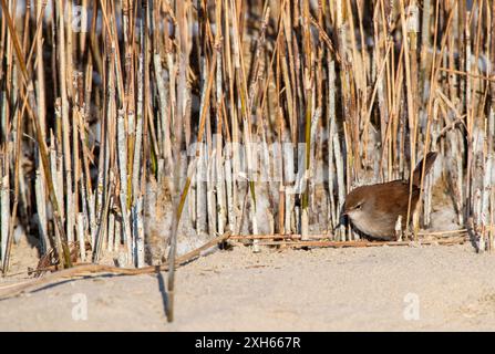 Cettia Cetti (Cettia cetti), auf der Suche nach Sanddünen, Seitenansicht, Niederlande, Südholland, Berkheide Stockfoto