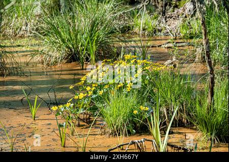 marsh Ringelblume, Königskebel (Caltha palustris), blüht in einem Sumpf, Deutschland Stockfoto