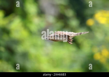 northern Wryneck (Jynx torquilla), im Flug, Niederlande, Drenthe Stockfoto