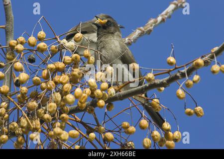 Gartenbulbul, gemeiner Bulbul (Pycnonotus barbatus), auf einem Zweig sitzen und Früchte essen, Seitenansicht, Marokko Stockfoto