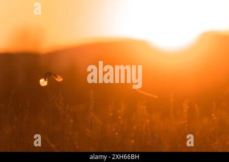 Stonechat (Saxicola rubicola, Saxicola torquata rubicola), im Flug bei Sonnenaufgang, Italien, Toskana Stockfoto