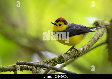 Rotschwarz mit Kragen, Whitestart mit Kragen (Myioborus torquatus), sitzend auf einem Ast im Regenwald, Panama Stockfoto