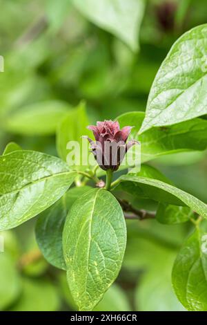 Carolina allspice, östlicher Süßstrauch, Carolina all Gewürz, Gewürz (Calycanthus floridus), Zweig mit Blume, Europa, Bundesrepublik Deutschland Stockfoto