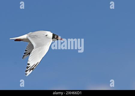 Reliktmöwe (Ichthyaetus relictus, Larus relictus), Erwachsener im Sommergefieder im Flug, Mongolei Stockfoto