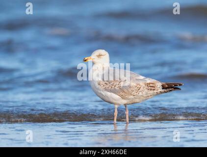 Silbermöwe (Larus argentatus), am Strand, Niederlande, Südholland Stockfoto