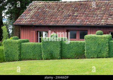 Sammelbox, Boxwood (Buxus sempervirens var. Arborescens), Boxwood-Hecke in einem Garten, Deutschland Stockfoto