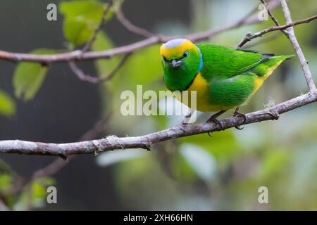 goldbrauen-Chlorophonia (Chlorophonia callophrys), männlich sitzend auf einem Ast im Regenwald, Panama Stockfoto
