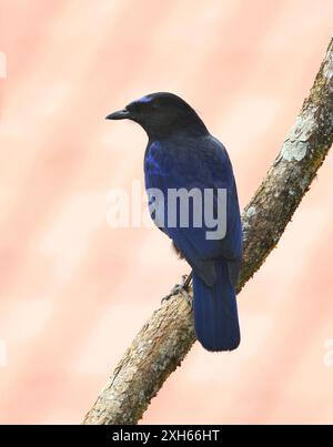 Malabar Pfeifdrossel (Myophonus horsfieldii, Myiophoneus horsfieldii), erwachsener Mann, der auf einem Ast sitzt, Indonesien, Sulawesi, Munnar Stockfoto