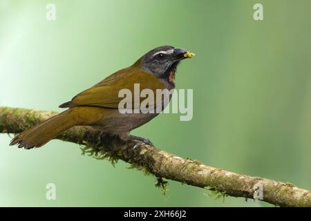 Salator maximus (Saltator maximus), der auf einem Ast in einem Regenwald in Panama thront Stockfoto