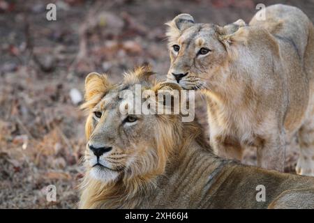 Asiatischer Löwe (Panthera leo persica, Panthera leo goojratensis), Paar im Schatten, Indien, Gujarat, GIR Nationalpark Stockfoto