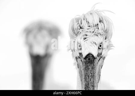 Dalmatinischer Pelikan (Pelecanus crispus), der direkt in die Kamera starrt. Griechenland, See Kerkini Stockfoto