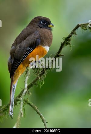 Trogon collaris aurantiiventris (Trogon collaris aurantiiventris, Trogon aurantiiventris), Weibchen, das auf einem Ast im Regenwald sitzt Stockfoto