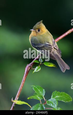 Tufted Flycatcher, Northern Tufted Flycatcher (Mitrephanes phaeocercus), stehend auf einem Ast, Seitenansicht, Panama Stockfoto