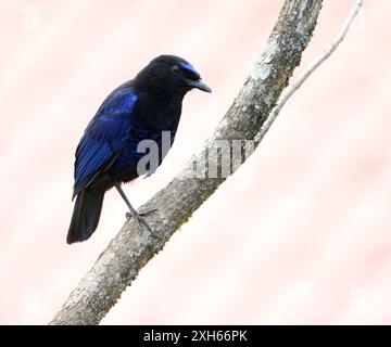 Malabar Pfeifdrossel (Myophonus horsfieldii, Myiophoneus horsfieldii), erwachsener Mann, der auf einem Ast sitzt, Indonesien, Sulawesi, Munnar Stockfoto