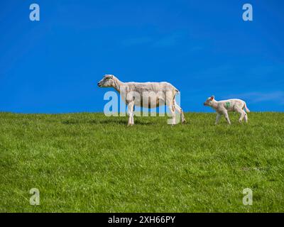 Hausschafe (Ovis ammon f. aries), Schaf mit Lamm auf einem Deich, Seitenansicht, Deutschland, Niedersachsen, Ostfriesland, Hilgenriedersiel Stockfoto