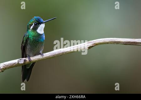 Weißkehlchen-Bergjuwel, Weißkehlchen-Bergjuwel (Lampornis castaneoventris), sitzend auf einem Ast in einem bergigen Regenwald, Panama Stockfoto