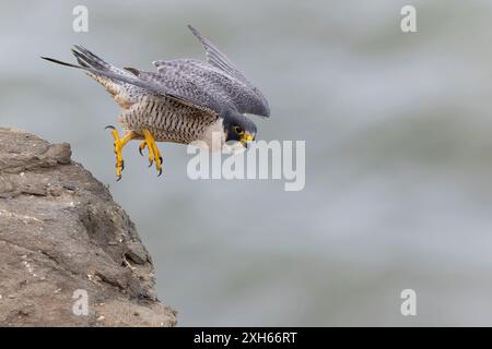 Amerikanischer Wanderfalke, Entenfalke, Entenfalke (Falco peregrinus anatum, Falco anatum), ausgehend von einem Felssporn, Seitenansicht, USA, Califo Stockfoto