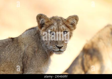 Asiatischer Löwe (Panthera leo persica, Panthera leo goojratensis), Löwenjunge, Porträt, Indien, Gujarat, Gir-Nationalpark Stockfoto