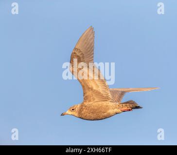 Islandmöwe (Larus glaucoides), unreif im Flug, Norwegen, Finnmark, Varangerfjord Stockfoto