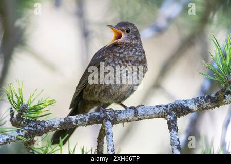 schwarzvogel (Turdus merula), Jugendruf, hoch in Kiefer, Spanien, Pyrenäen Stockfoto